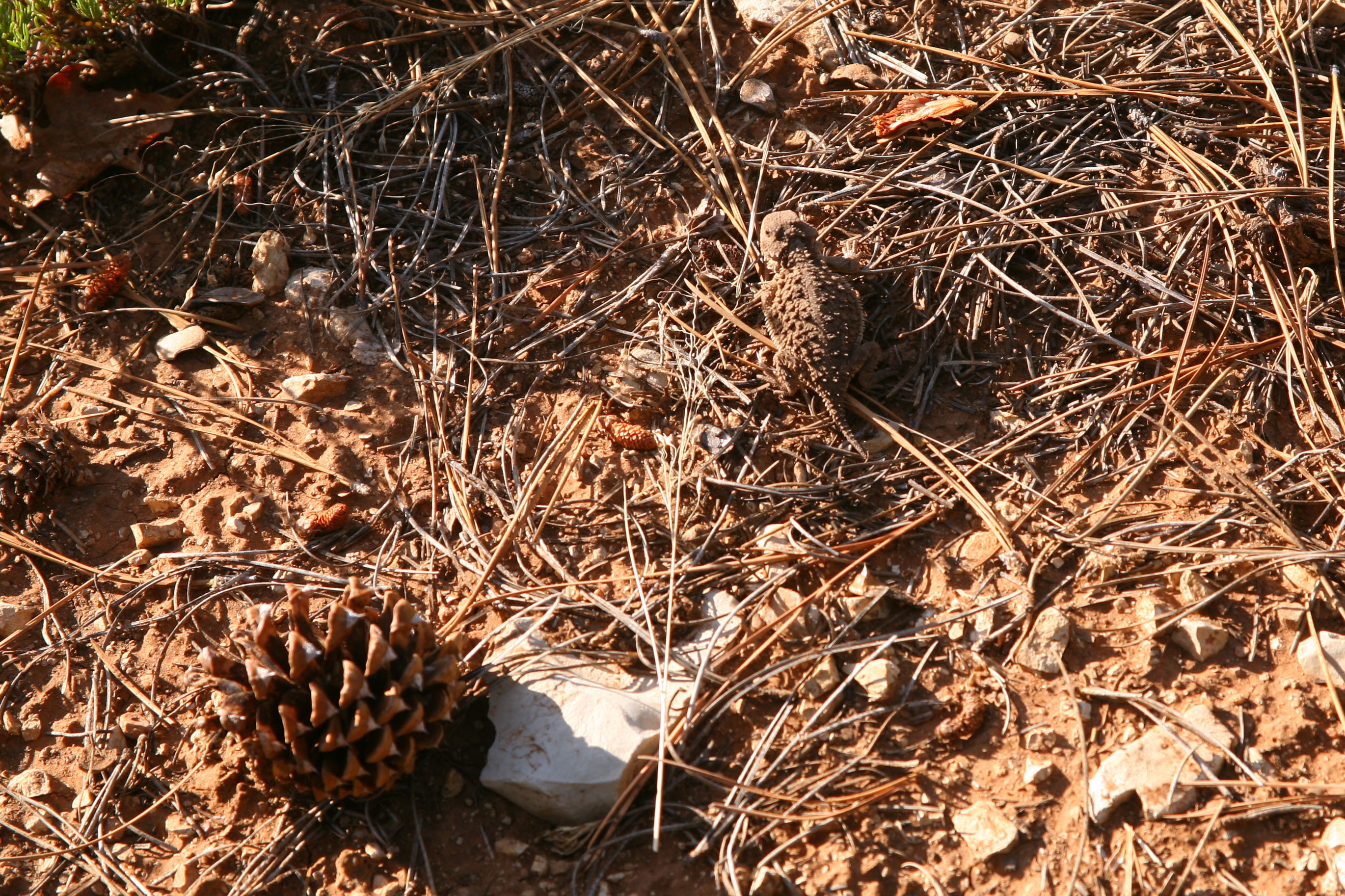 Zion West Rim 2014-07-13 0002