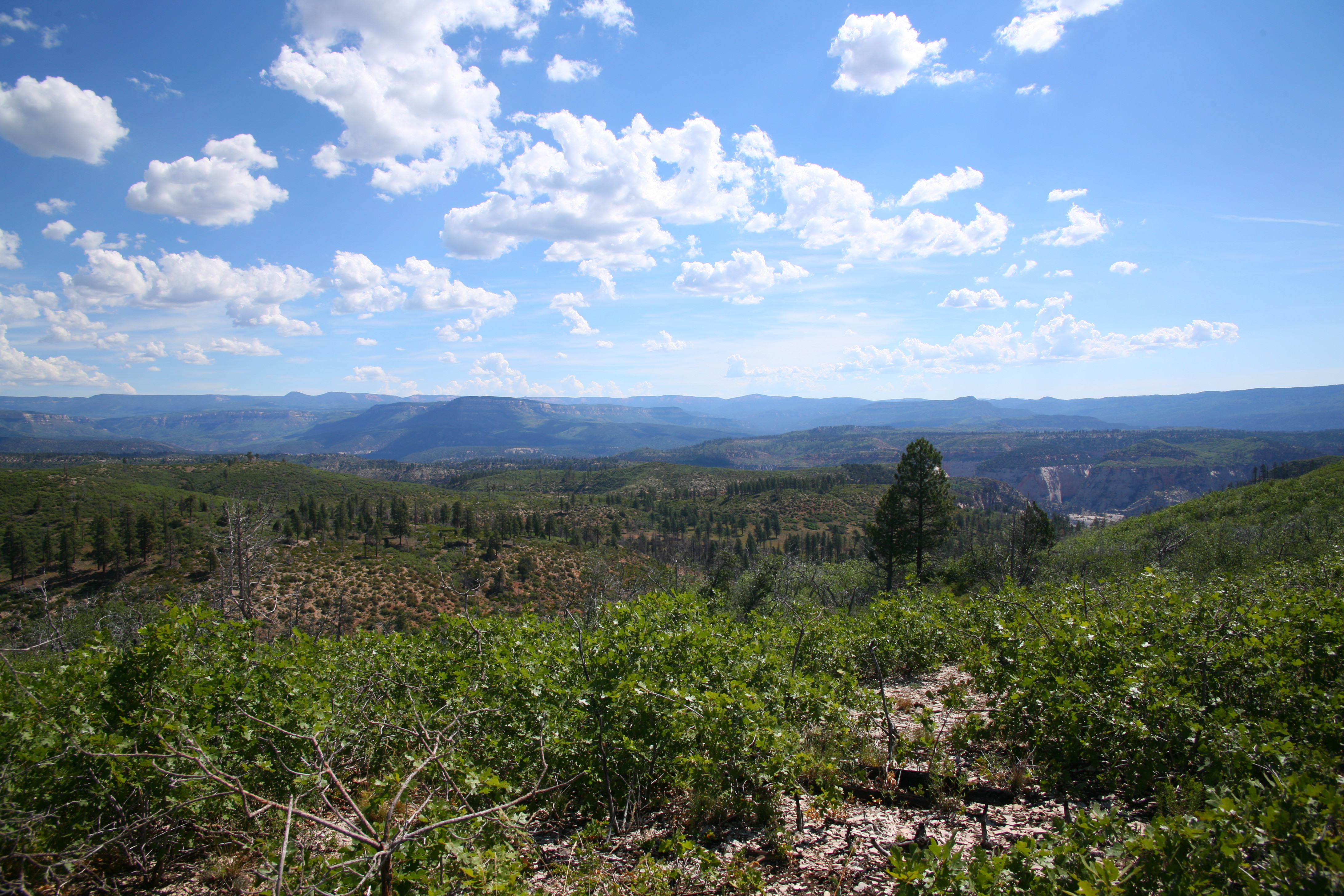 Zion West Rim 2014-07-13 0005