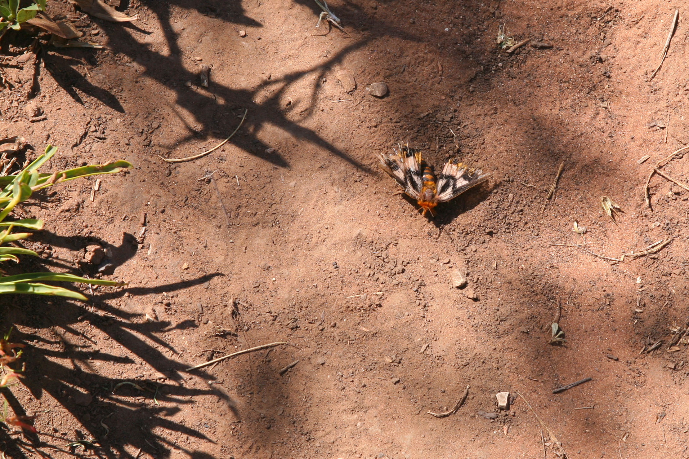 Zion West Rim 2014-07-13 0006
