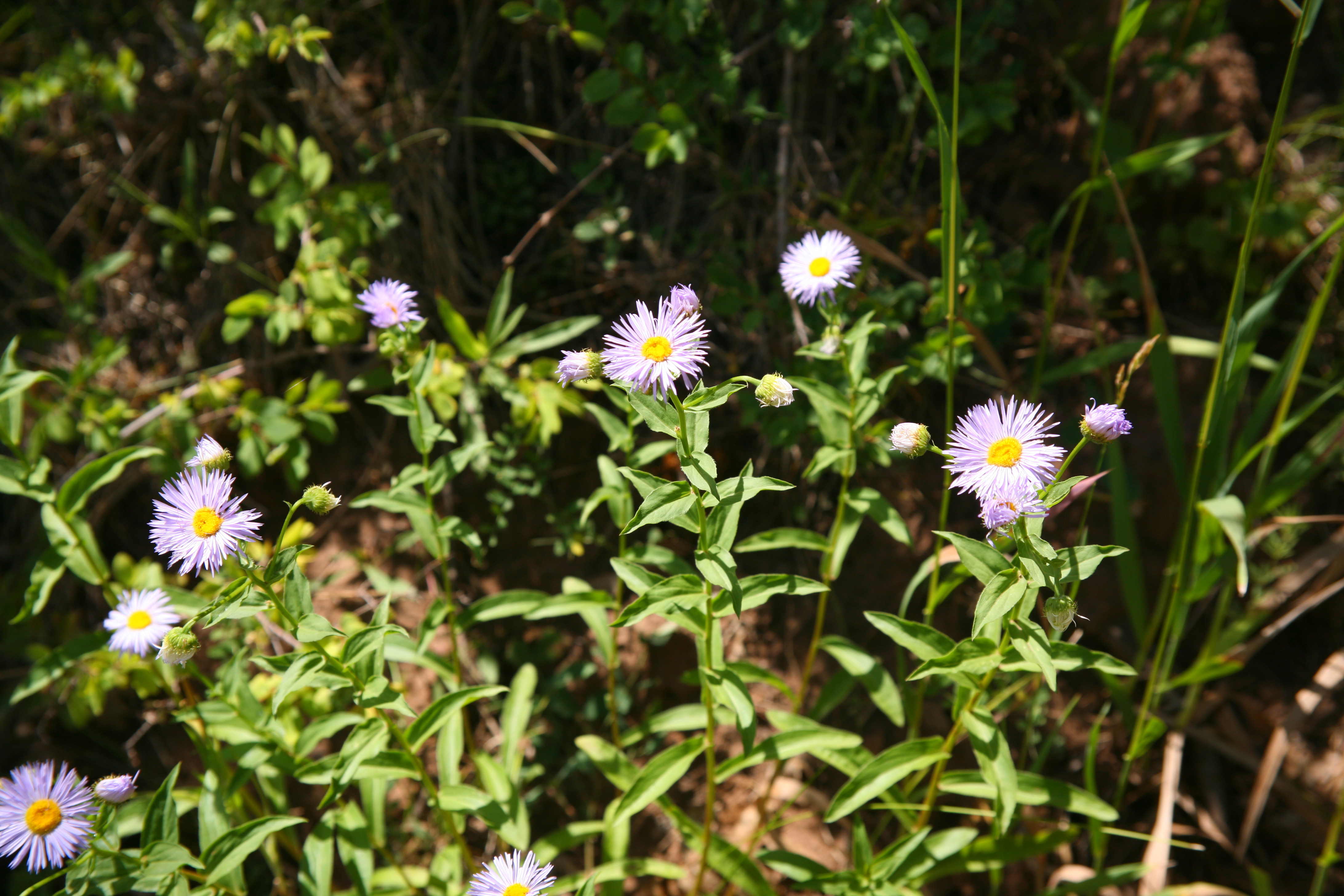 Zion West Rim 2014-07-13 0011